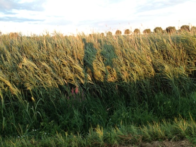 20120716-200820.jpg